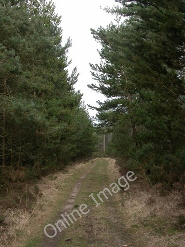 Photo 6x4 pistle down - pistle,